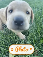 Pluto, a male Labrador Retriever for sale in Cedar City, UT – 3 of 6