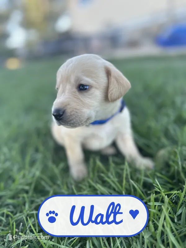 Walt, a male Labrador Retriever for sale in Cedar City, UT – 1 of 5