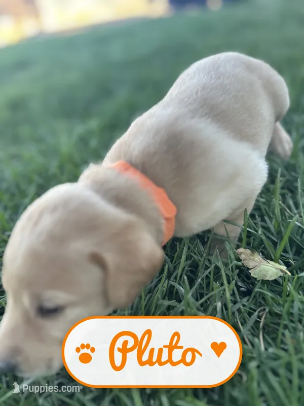Pluto, a male Labrador Retriever for sale in Cedar City, UT – 1 of 6