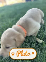 Pluto, a male Labrador Retriever for sale in Cedar City, UT – 1 of 6