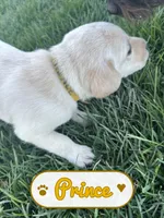 Prince, a male Labrador Retriever for sale in Cedar City, UT – 3 of 6