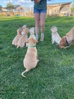 Aurora, a female Labrador Retriever for sale in Cedar City, UT – 5 of 5