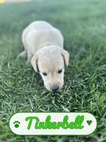 Tinkerbell, a female Labrador Retriever for sale in Cedar City, UT – 2 of 5
