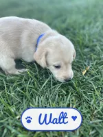Walt, a male Labrador Retriever for sale in Cedar City, UT – 2 of 5