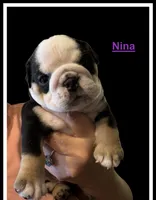 Nina, a female English Bulldog for sale in Lakeland, FL – 2 of 3