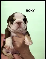 Roxy, a female English Bulldog for sale in Lakeland, FL – 3 of 3