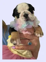 Nina, a female English Bulldog for sale in Lakeland, FL – 3 of 3