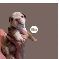 Rita, a female English Bulldog for sale in Lakeland, FL – 2 of 4