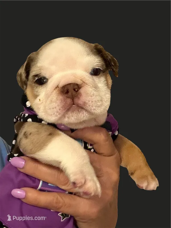 Rita – English Bulldog puppy for sale in Lakeland, FL