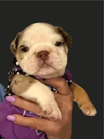 Rita, a female English Bulldog for sale in Lakeland, FL – 1 of 4