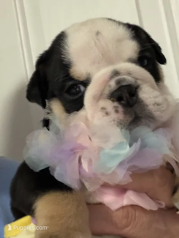 Nina – English Bulldog puppy for sale in Lakeland, FL