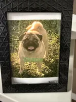 Gracie, a female Pug for sale in Lakeland, FL – 5 of 6