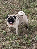Gracie, a female Pug for sale in Lakeland, FL – 1 of 6