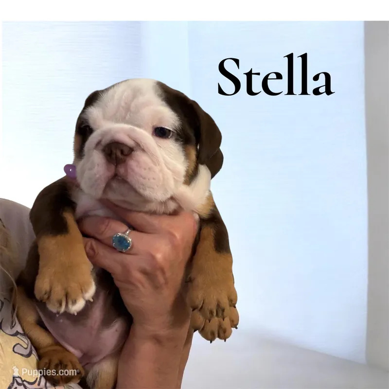 Stella, a female English Bulldog for sale in Lakeland, FL – 1 of 7