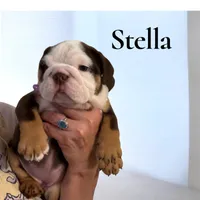 Stella, a female English Bulldog for sale in Lakeland, FL – 1 of 7