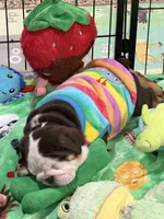 Stella, a female English Bulldog for sale in Lakeland, FL – 7 of 7