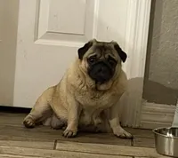 Gracie, a female Pug for sale in Lakeland, FL – 2 of 6