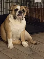 Charlotte, a female English Bulldog for sale in Lakeland, FL – 7 of 10