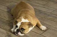 Charlotte, a female English Bulldog for sale in Lakeland, FL – 6 of 10