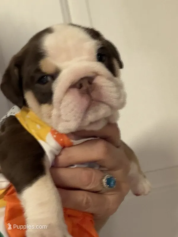 Roxy – English Bulldog puppy for sale in Lakeland, FL