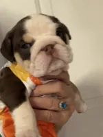 Roxy, a female English Bulldog for sale in Lakeland, FL – 1 of 3