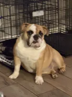 Charlotte, a female English Bulldog for sale in Lakeland, FL – 4 of 10