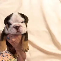 Stella, a female English Bulldog for sale in Lakeland, FL – 3 of 7