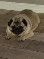 Kate, a female Pug for sale in Lakeland, FL – 4 of 4
