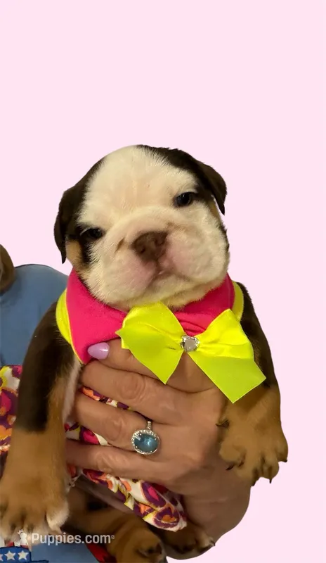 Shella – English Bulldog puppy for sale in Lakeland, FL