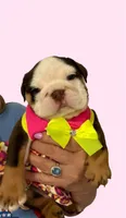 Shella, a female English Bulldog for sale in Lakeland, FL – 1 of 3