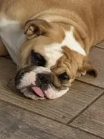 Charlotte, a female English Bulldog for sale in Lakeland, FL – 10 of 10