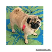 Kate, a female Pug for sale in Lakeland, FL – 1 of 4