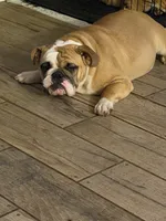 Charlotte, a female English Bulldog for sale in Lakeland, FL – 8 of 10
