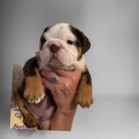 Stella, a female English Bulldog for sale in Lakeland, FL – 4 of 7