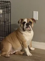 Charlotte, a female English Bulldog for sale in Lakeland, FL – 9 of 10