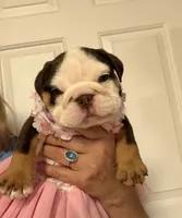 Shella, a female English Bulldog for sale in Lakeland, FL – 2 of 3