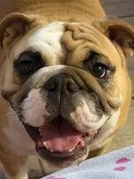 Charlotte, a female English Bulldog for sale in Lakeland, FL – 3 of 10