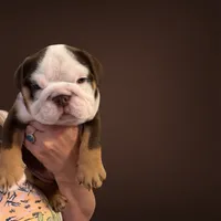 Stella, a female English Bulldog for sale in Lakeland, FL – 2 of 7