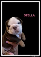 Shella, a female English Bulldog for sale in Lakeland, FL – 3 of 3