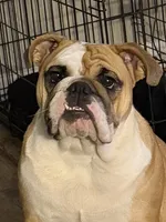Charlotte, a female English Bulldog for sale in Lakeland, FL – 2 of 10