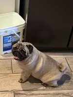 Gracie, a female Pug for sale in Lakeland, FL – 3 of 6
