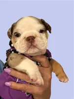 Rita, a female English Bulldog for sale in Lakeland, FL – 3 of 4