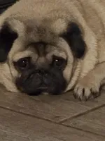 Kate, a female Pug for sale in Lakeland, FL – 3 of 4