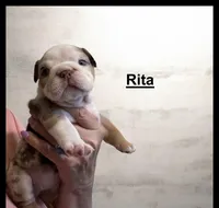 Rita, a female English Bulldog for sale in Lakeland, FL – 4 of 4