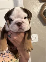 Stella, a female English Bulldog for sale in Lakeland, FL – 5 of 7