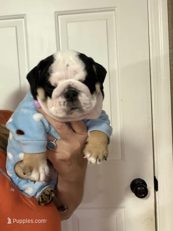 Nina – English Bulldog puppy for sale in Lakeland, FL