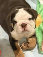 Stella, a female English Bulldog for sale in Lakeland, FL – 6 of 7