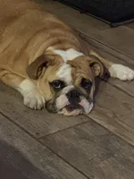 Charlotte, a female English Bulldog for sale in Lakeland, FL – 5 of 10
