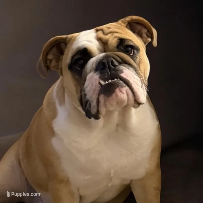 Charlotte – English Bulldog puppy for sale in Lakeland, FL