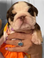 Roxy, a female English Bulldog for sale in Lakeland, FL – 2 of 3